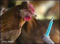 Inquisitive chicken inspects vaccination needle