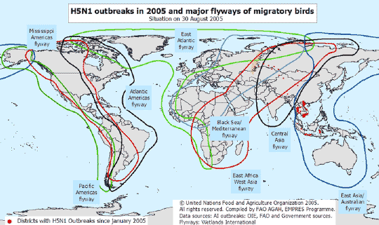 Major flyways, bird flu status <font size=-2>(Source: UN FAO)</font>