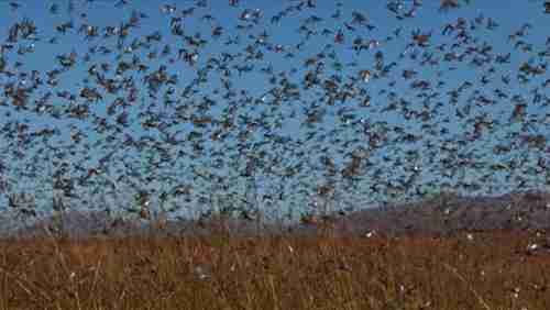 Locust swarms in Madagascar last week (CBS)