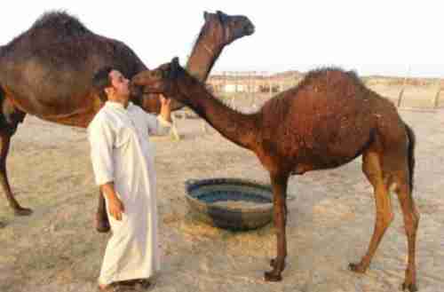 Saudi farmer kisses his camel in defiance of official Saudi warnings (Al Sharq)