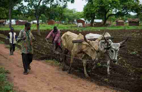 Central African Republic refugees plow a small plot of land for food (UN)