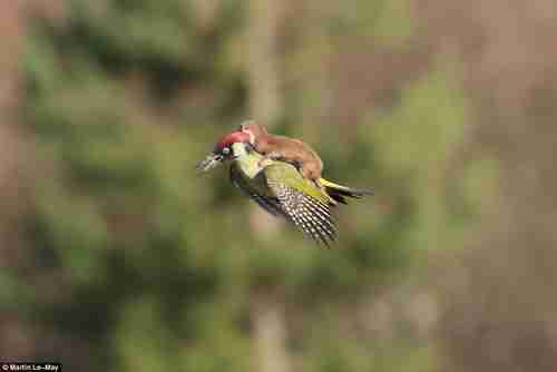Green woodpecker flying with brown weasel hitchhiking (Martin Le-May)