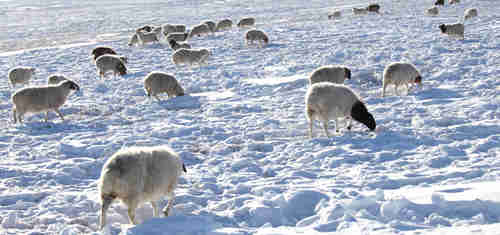 During a Mongolian 'dzud', animals starve because they cannot dig through a thick, solid layer of ice to reach food