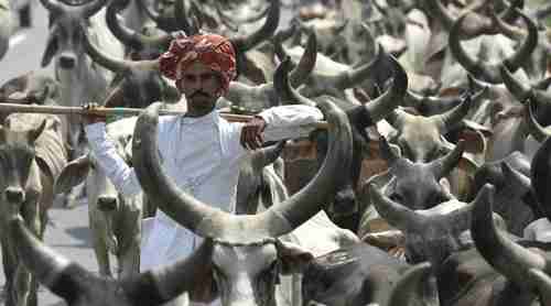 Cow slaughter is already illegal in India's Gujurat province