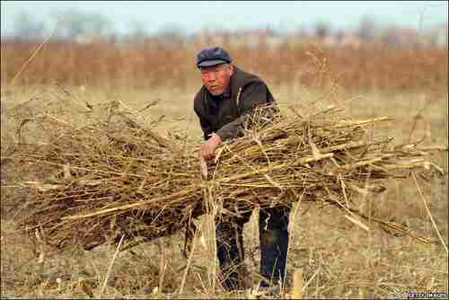 A Chinese farmer gathering bundles of wheat (Getty)