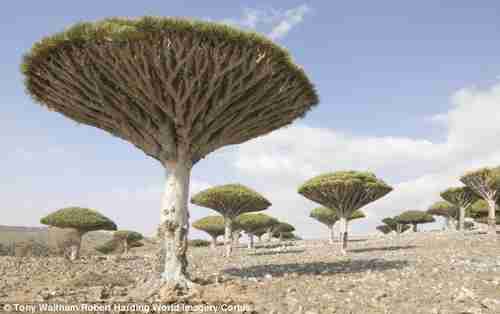 Landscape of Socotra Island, with hundreds of plant species found only there.  Pictured are 'dragon's blood trees' (Corbis/Daily Mail)