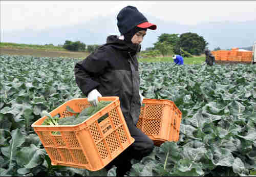  Workers from Thailand work at Green Leaf farm, in Showa Village, Gunma Prefecture, Japan, June 6, 2018. (Reuters)