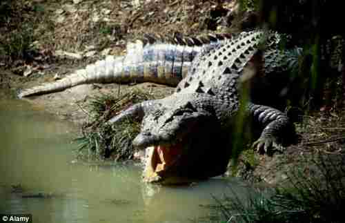 Crocodile