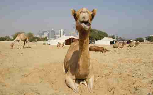 Camel farm with Doha, Qatar, in the background (File/Reuters)