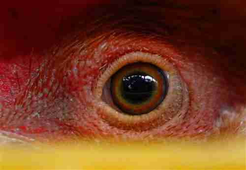 A chicken is kept in a cage waiting to be inspected by health workers in Hong Kong. (AP)