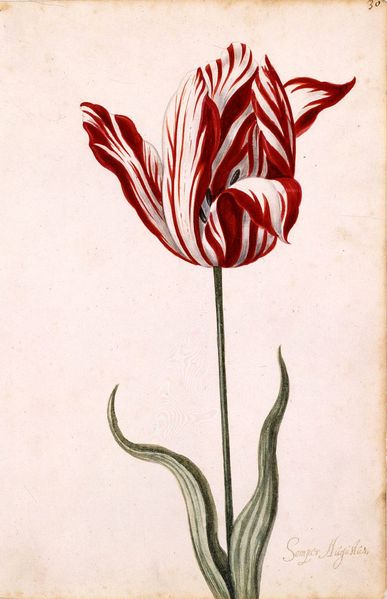 Anonymous 17th-century watercolor of the Semper Augustus, the most famous tulip bulb, which sold for a record price. <font size=-2>(Source: Wikipedia)</font>