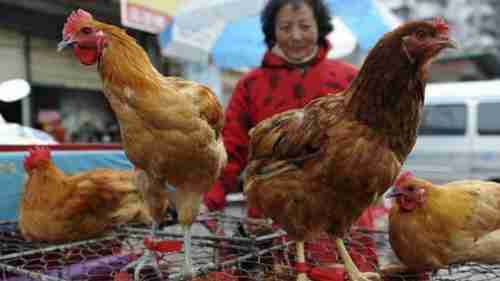 Pandemic concerns are rising over bird flu transmission to humans