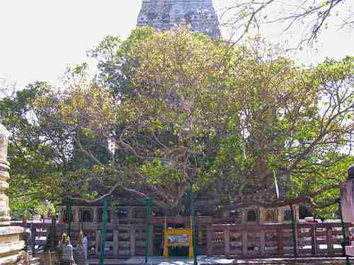 The Bodhi Tree where Lord Buddha achieved enlightenment in 531 BC