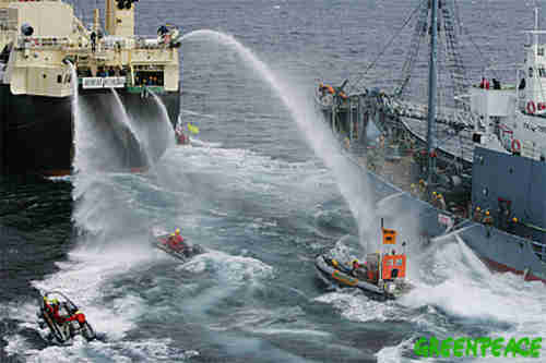 A boat full of Greenpeace activists being sprayed by a water cannon