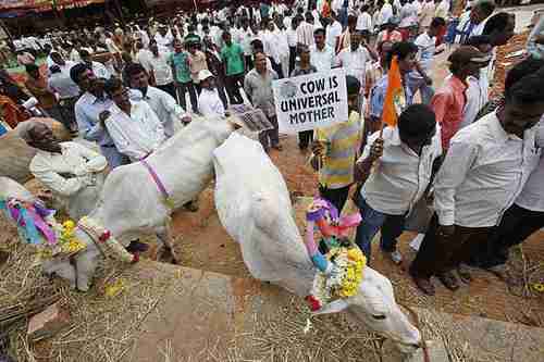 Protesters in 2010 supporting a law making cow slaughter illegal.  Placard says, 'Cow is universal mother' (AP)