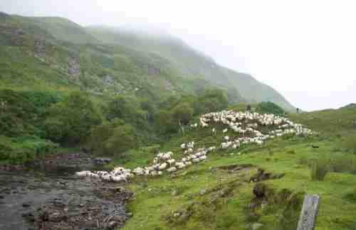 Turnalt sheep farm at the bottom of a U-shaped glen in Argyll, Scotland